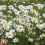 Ox-Eye Daisy - Seeds