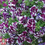Petunia 'Frills & Spills? Damson Ripple'