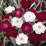 Lychnis coronaria 'Dancing Ladies' - Seeds