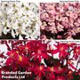 Saxifraga Dancing Pixies Collection