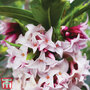 Daphne 'Perfume Princess'