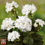 Geranium 'Grandeur® Dark White'