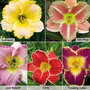 Hemerocallis Light Collection