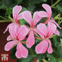 Geranium 'Decora Lilac'
