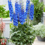 Delphinium elatum 'Paramo Azul'