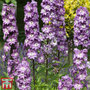 Delphinium 'Magic Fountains Lavender'