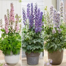 Delphinium elatum 'Highlander Sensation Collection'