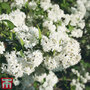 Deutzia x lemoinei