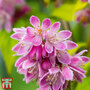 Deutzia x hybrida 'Perle Rose'