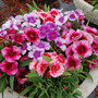 Dianthus chinensis 'Coronet Mixed'