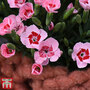 Dianthus 'Peach Party'