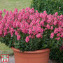 Diascia 'Aurora Dark Pink'