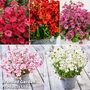 Diascia 'Divara Collection'