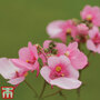 Diascia barberae 'Rose Queen' - Seeds