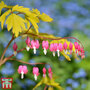 Dicentra spectabilis 'Gold Heart'