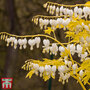 Dicentra spectablis 'White Gold'
