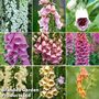 Digitalis Collection