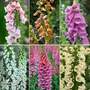 Nurserymans Choice Foxgloves
