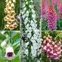 Digitalis Collection
