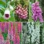 Fabulous Foxglove Collection