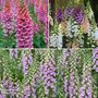 Foxglove Collection