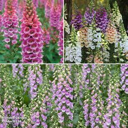 Foxglove Collection