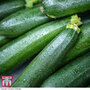Organic Courgette 'Dunja' F1 Hybrid - Seeds