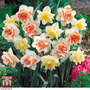 Narcissus 'Double Duo'