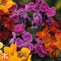 Wallflower 'Dwarf Scented Mixed'