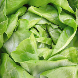 Organic Lettuce 'Sylvesta' (Butterhead) - Seeds