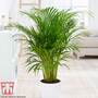 Bamboo Palm