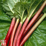 Rhubarb 'Sanvitos® Early'