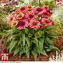 Echinacea 'Evolution Colorific'