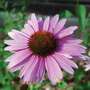 Echinacea purpurea 'Primadonna Deep Pink'