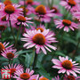 Echinacea purpurea