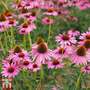 Echinacea Purpurea