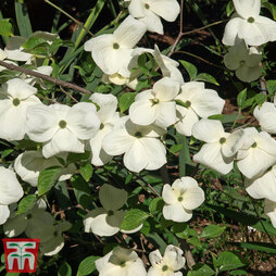 Cornus 'Eddie's White Wonder'