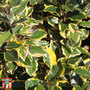Elaeagnus x ebbingei 'Viveleg'