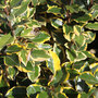 Elaeagnus x ebbingei 'Viveleg'