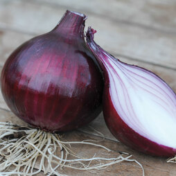 Onion 'Electric' (Autumn Planting)