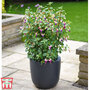 Fuchsia 'Ellebel' on Trellis