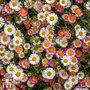 Erigeron 'Stallone'