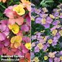 Erysimum Duo