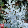 Eucalyptus gunnii 'Azura'
