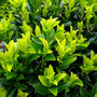 Euonymus japonicus 'Green Spire'