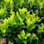 Euonymus japonicus 'Green Spire'