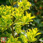Euonymus japonicus 'Aureomarginatus'