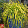 Carex oshimensis 'Everillo'