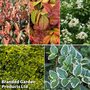 Evergreen Patio Shrub Collection