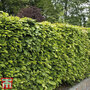 Green Beech (Hedging)